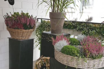 Große Auswahl an Pflanzen für die Terrasse