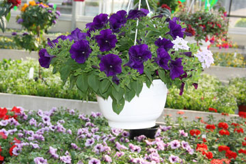 Premium Gärtnerei Böttcher bietet Ihnen eine große Auswahl Blumen für jeden Bereich