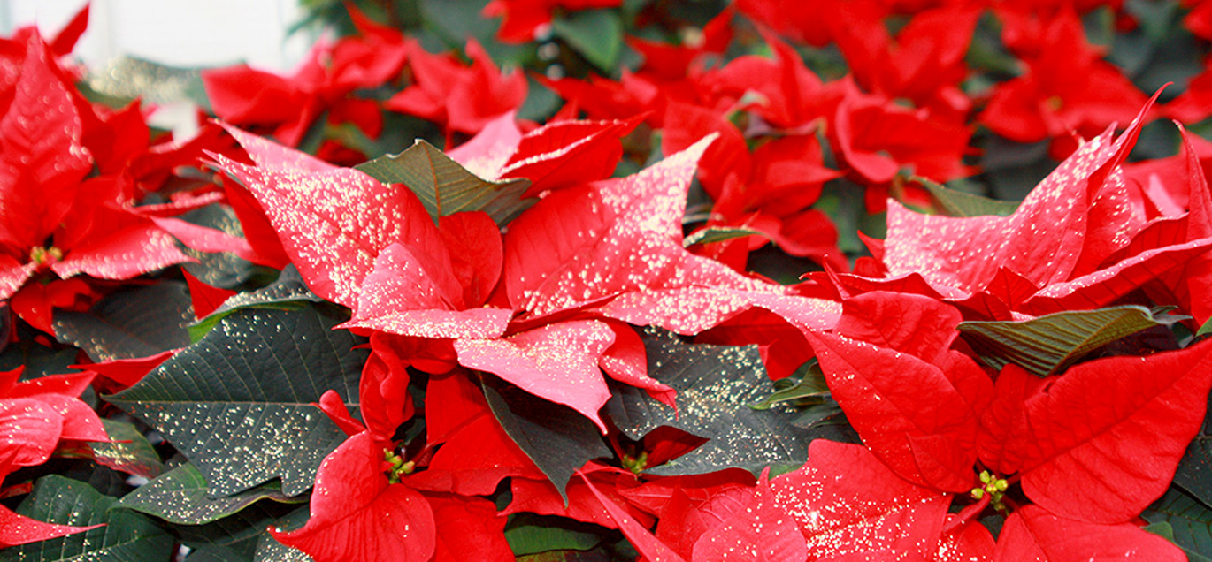 Unsere Weihnachtswelt der Gärtnerei Böttcher